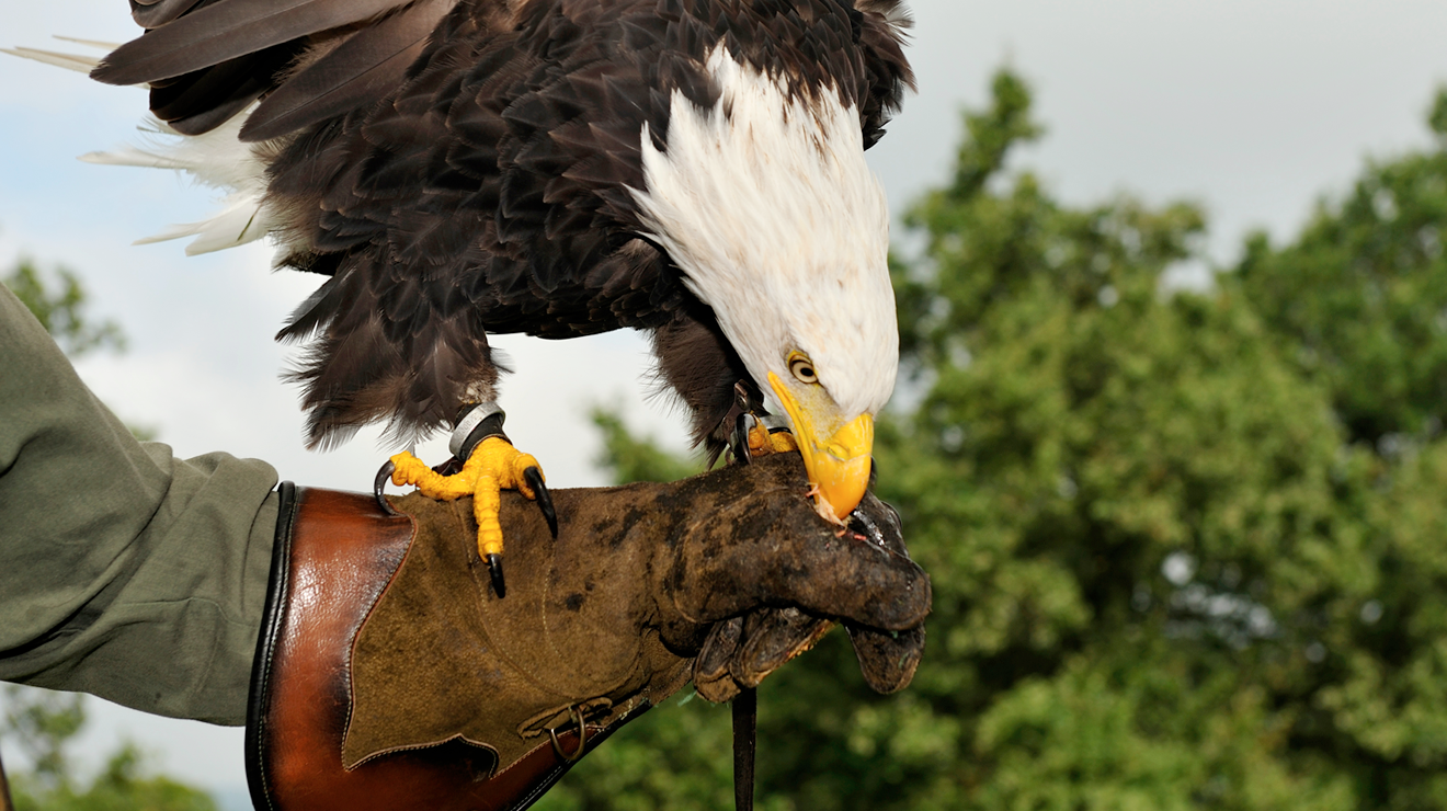 FALKNER-TRAINING